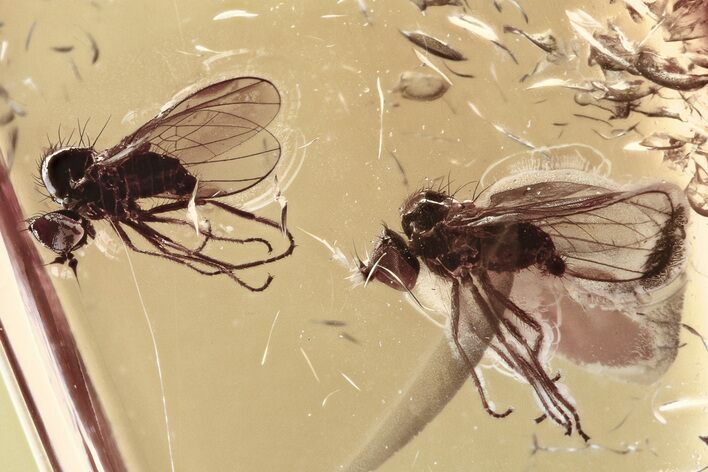 Two Fossil Flies (Microphorinae) In Baltic Amber #307896